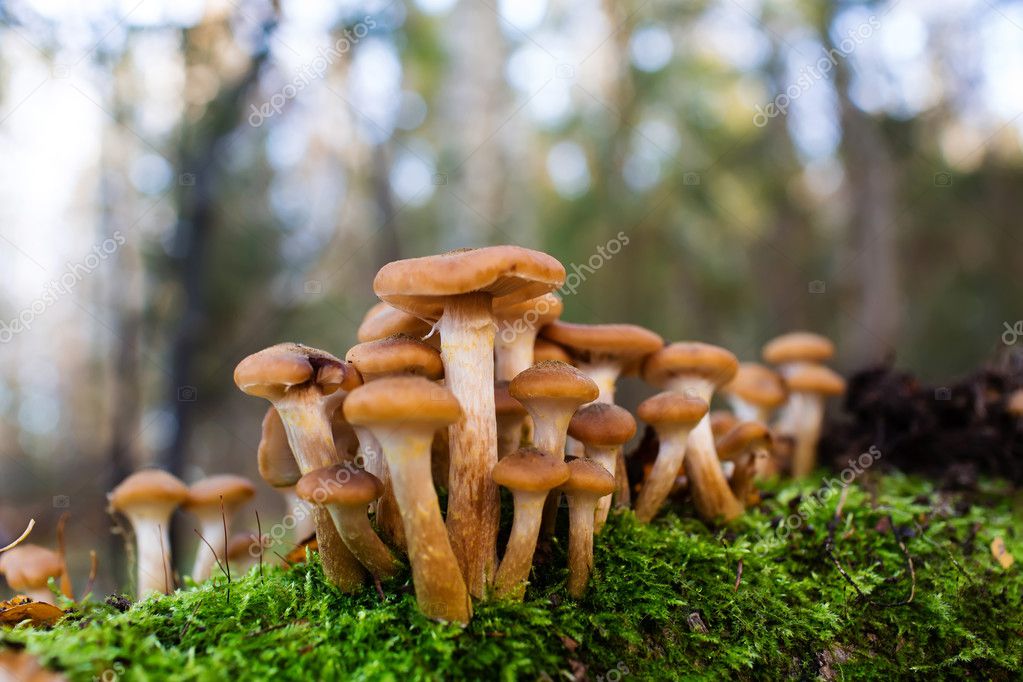 Honey mushrooms growing at tree by a group Stock Photo by ©angel648