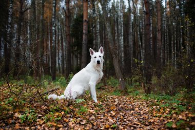 Beyaz İsviçre Çoban Köpeği