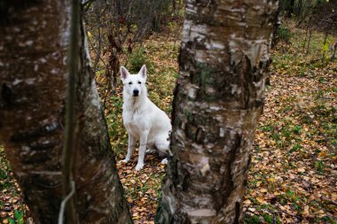 Beyaz İsviçre Çoban Köpeği
