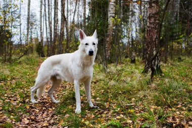 Beyaz İsviçre Çoban Köpeği