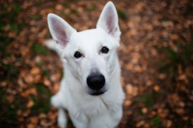 Beyaz İsviçre Çoban Köpeği