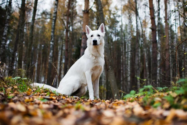 Witte Zwitserse herdershond — Stockfoto