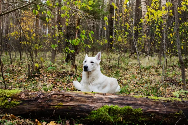 Witte Zwitserse herdershond — Stockfoto