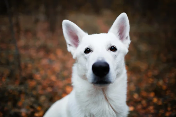 Perro pastor suizo blanco — Foto de Stock