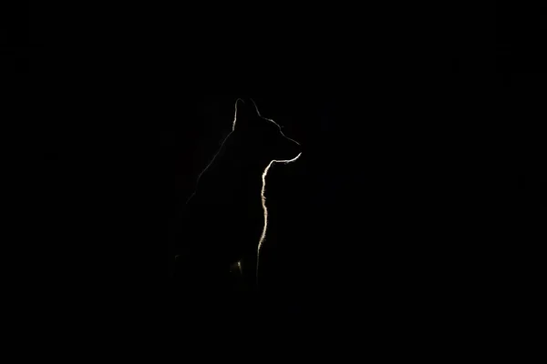 Kutya silhouette éjjel — Stock Fotó