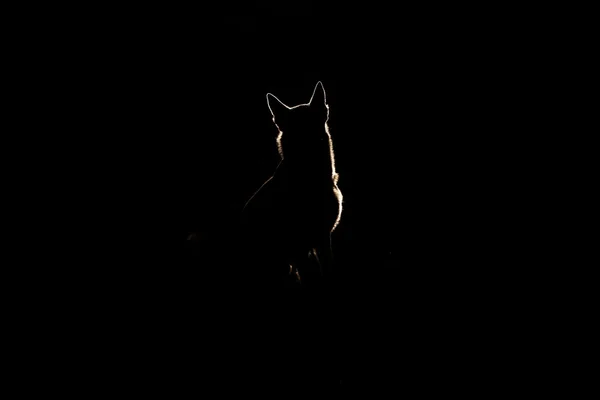 Dog silhouette at night — Stock Photo, Image