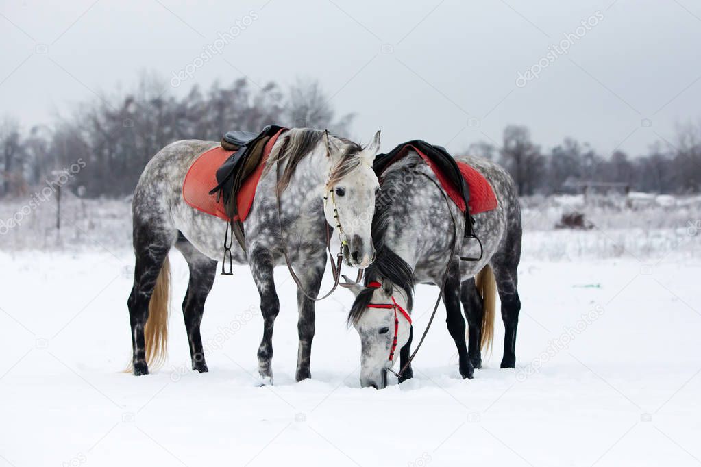Grey horses in the winter