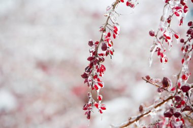 Yağmur sonra kızamık buzlu dalları kırmızı meyveler ile