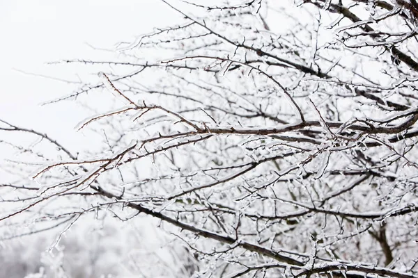 Ветка застекленного дерева после зимнего ледяного шторма, снег и морозный дождь, сосульки — стоковое фото