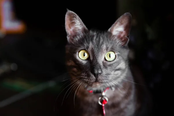 Γκρι πορτρέτο γάτας — Φωτογραφία Αρχείου
