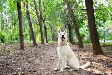 Beyaz İsviçre Çoban Köpeği