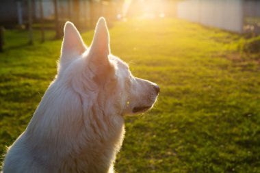 Beyaz İsviçre Çoban Köpeği