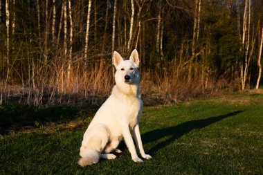 Beyaz İsviçre Çoban Köpeği
