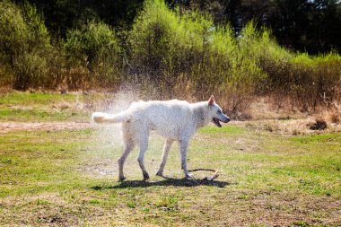 Beyaz İsviçre Çoban Köpeği