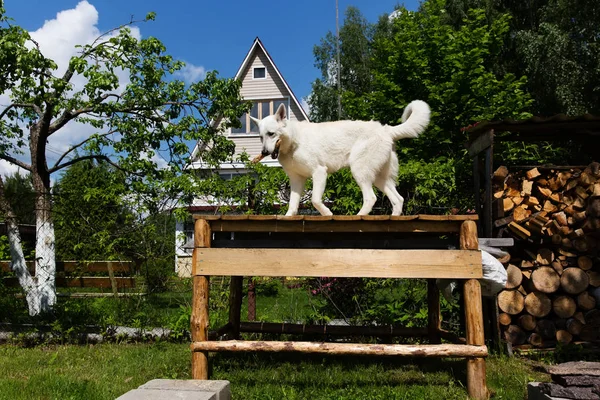 Cão pastor suíço branco — Fotografia de Stock