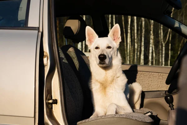 Beyaz İsviçre Çoban Köpeği