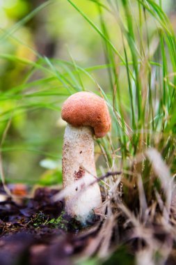 Ahşap, turuncu-kap mantar Leccinum aurantiacumgrowing