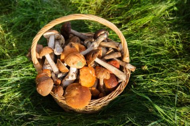 Taze çörek mantar sepeti