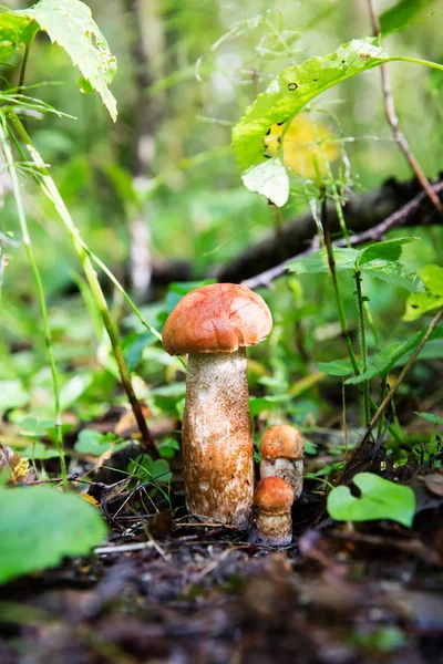 Czerwony ograniczona jadalne jadalne grzyby w lesie — Zdjęcie stockowe