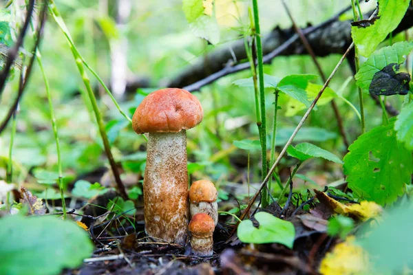 Czerwony ograniczona jadalne jadalne grzyby w lesie — Zdjęcie stockowe
