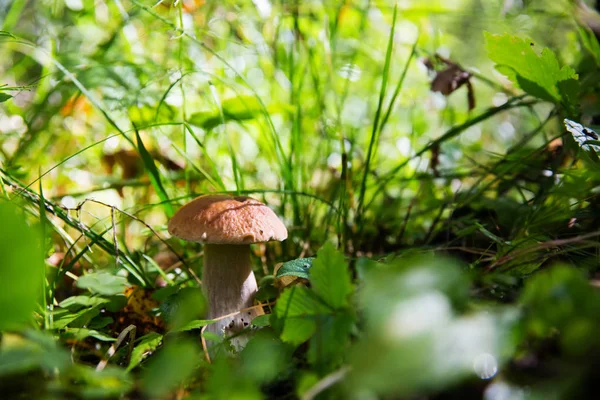 Boletus edulis champignons dans la forêt — Photo