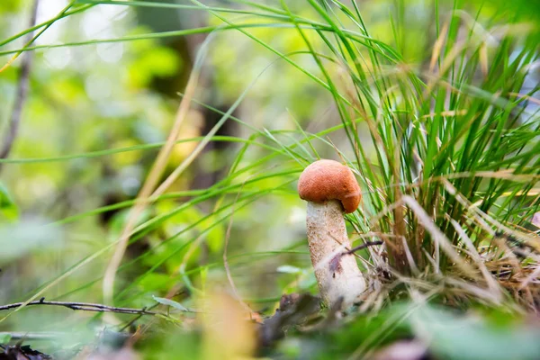 Champignon bolet comestible à capuchon rouge dans la forêt — Photo