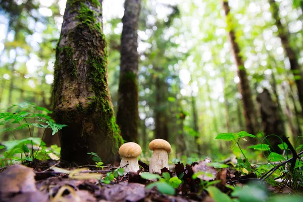 Ormanda boletus edulis mantarı