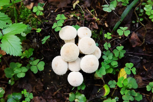 Съедобные грибы Паффбол, Ликопердон перлатум — стоковое фото