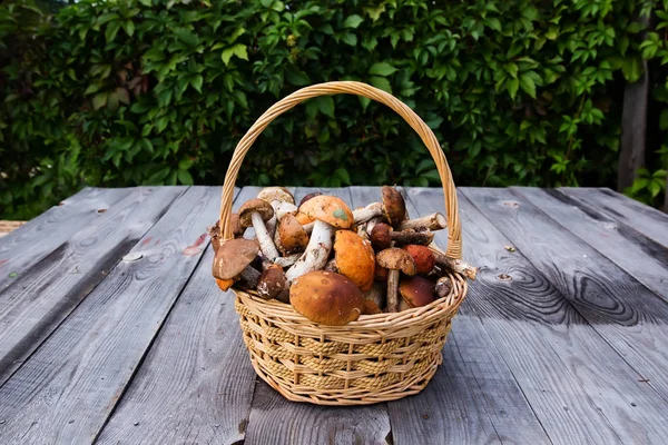 바구니에 신선한 boletus 버섯 — 스톡 사진