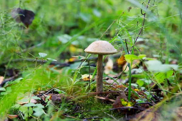Champignons Leccinum scabrum dans la forêt — Photo