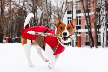Jack Russell Terrier kış karda oynarken