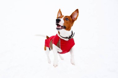 Jack Russell Terrier kış karda oynarken