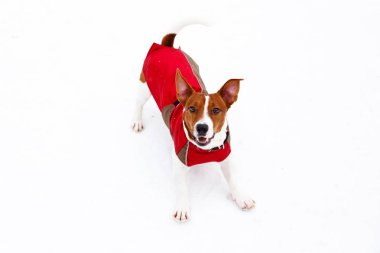 Jack Russell Terrier kış karda oynarken