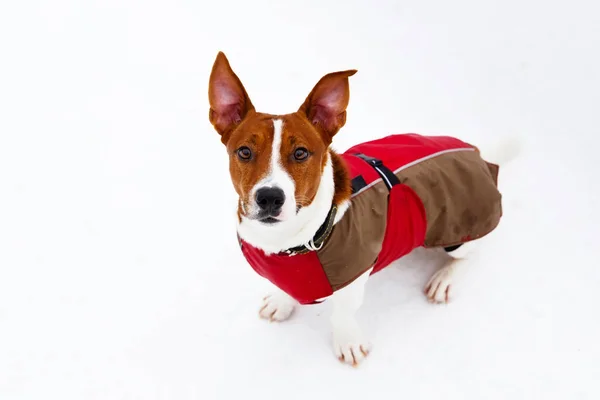 Jack Russell Terrier kış karda oynarken