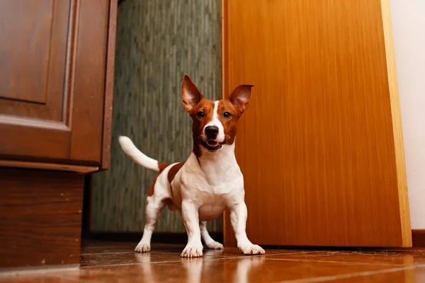 Jack Russell Teriyeri