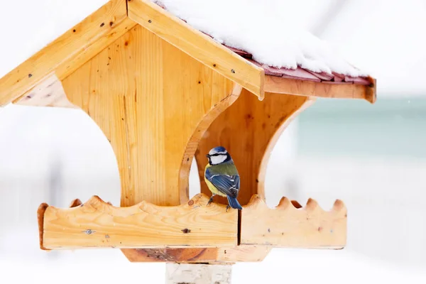 Alimentador de aves con teta azul — Foto de Stock