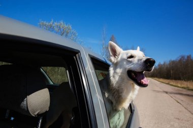Beyaz İsviçre çoban köpeği araba pencereden dışarı bakıyor