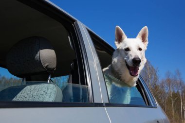 Beyaz İsviçre çoban köpeği araba pencereden dışarı bakıyor