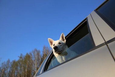 Beyaz İsviçre çoban köpeği araba pencereden dışarı bakıyor