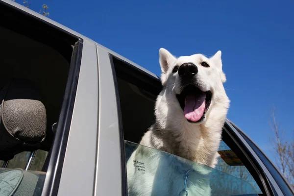 Weißer Schweizer Schäferhund schaut aus dem Autofenster — Stockfoto