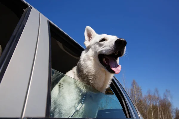 Weißer Schweizer Schäferhund schaut aus dem Autofenster — Stockfoto