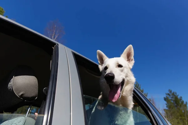 Beyaz İsviçre çoban köpeği araba pencereden dışarı bakıyor