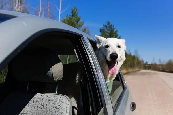Beyaz İsviçre çoban köpeği araba pencereden dışarı bakıyor