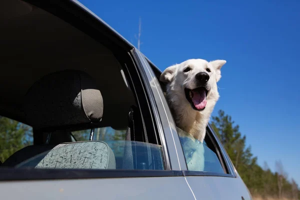 Beyaz İsviçre çoban köpeği araba pencereden dışarı bakıyor