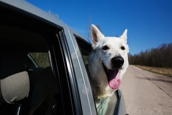 Weißer Schweizer Schäferhund schaut aus dem Autofenster — Stockfoto