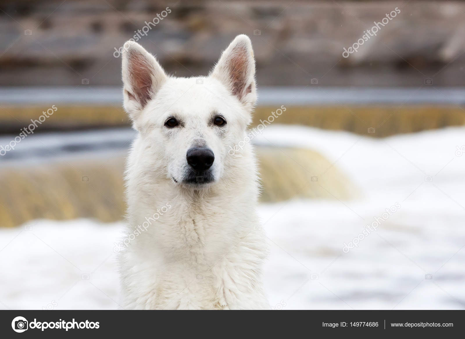 Chien De Berger Blanc Suisse Photographie Angel648 At Mailru