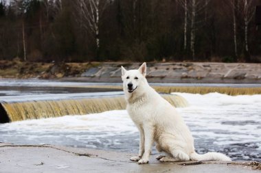 Beyaz İsviçre Çoban Köpeği