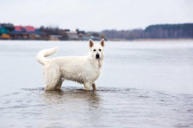 İsviçre çoban köpeği Yüzme beyaz 
