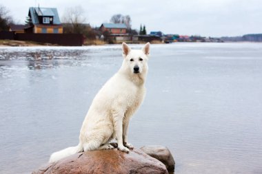Beyaz İsviçre çoban köpeği göldeki taş