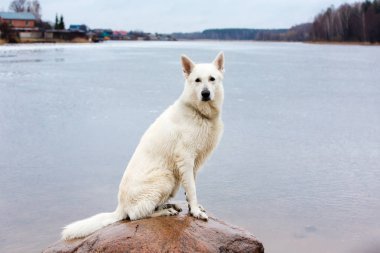 Beyaz İsviçre çoban köpeği göldeki taş